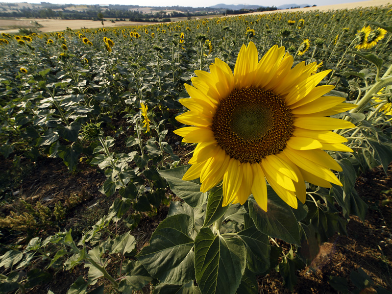 girasoli