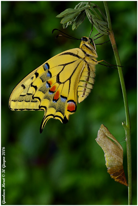 SVILUPPO PAPILIO MACHAON, 2a Parte (di Gianluca Moret)