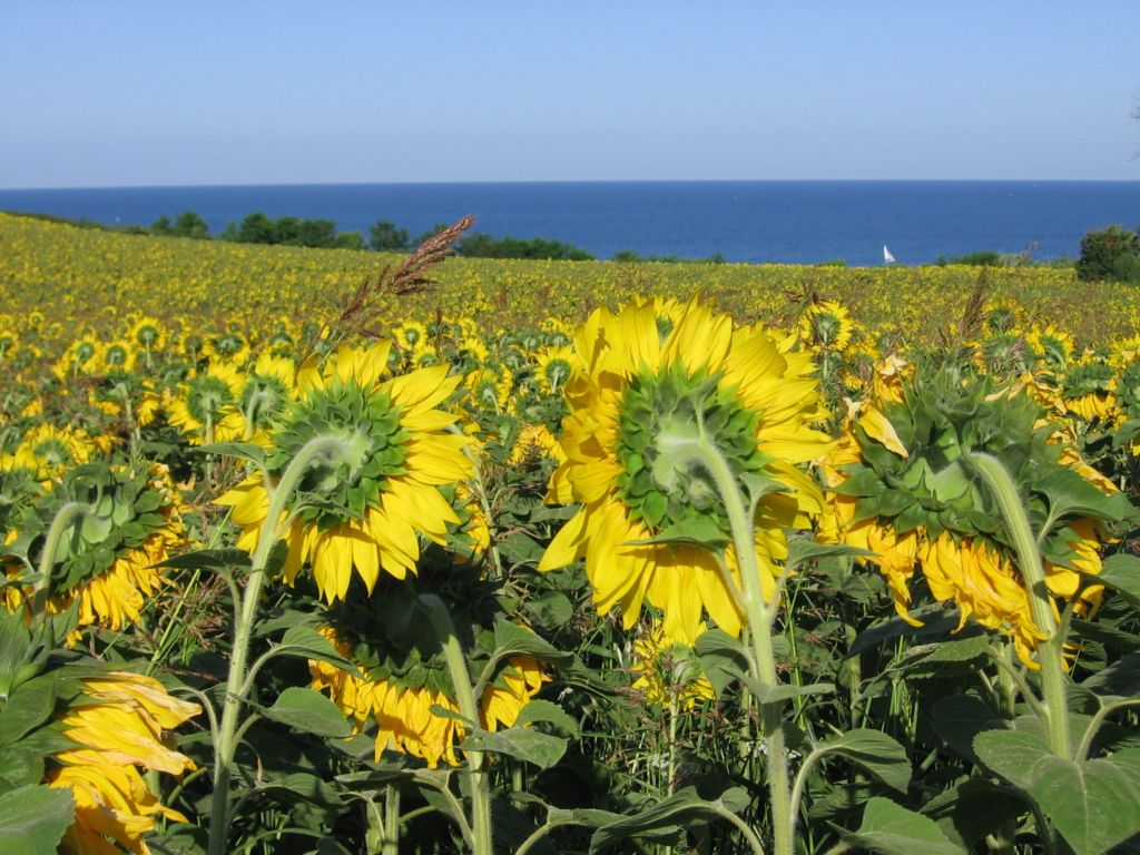 Giallo Blu