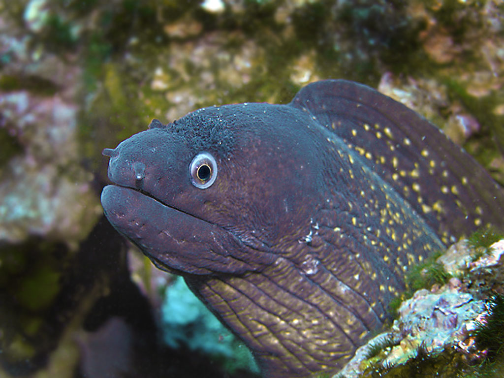 MURENA