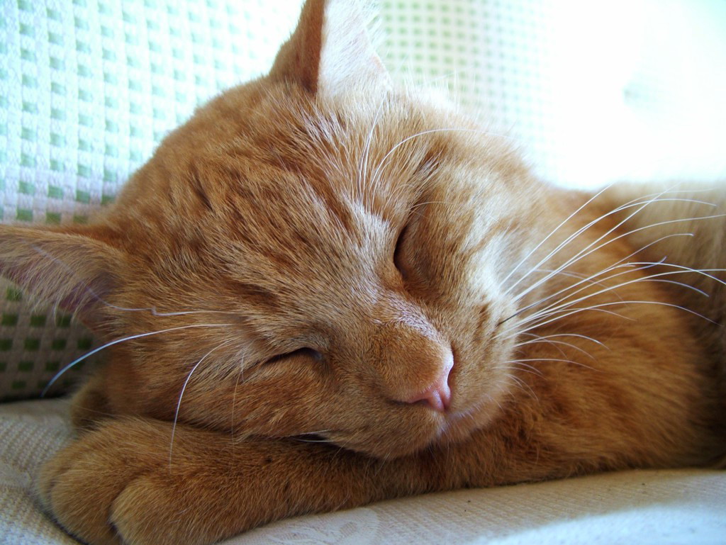 dolce dormire