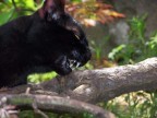 Gatto o Pantera?