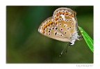 Canon 10D sigma 180mm

Ci provo anche io con una foto di queste piccole farfalle :)

Saluti