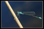 libellula su lago