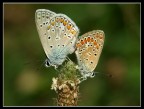 butterflies in love