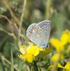 Farfallina