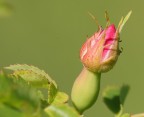 Canon 20D - Sigma 180 Macro