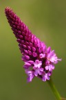 Canon 20D - Sigma 180 Macro