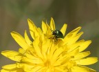 Canon 20D - Sigma 180 Macro