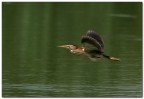 Tarabusino in volo