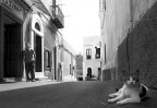 Via Ulivi
