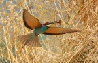 volo radente