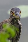 Nitticora giovane all'oasi LIPU di Torrile (Parma)