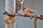 Passero