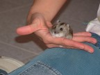 Il mio piccolo amico