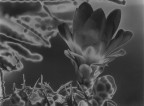 Foto Macro di un fiore di una pianta grassa, invertita in fase di stampa.