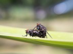 Foto "indiscreta"
Kodak Dx6490 + macro iso 80  F/3.2  1/500
commenti graditissimi...