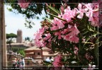 Dati di scatto: 1/500 - f/7,1 - ISO200 - 39mm