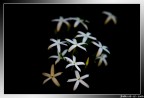&quot;Stelle&quot;