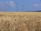 Campo di Grano