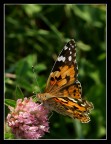 Butterfly (VANESSA)