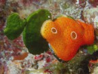 MASCHERA PARASSITA