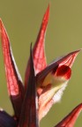 Orchidea selvatica