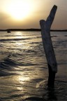 Albero marino