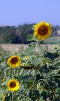 GIRASOLI