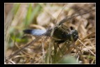 Canon 300D 200 2.8 Sigma 2x Kenko 1.4x +prolunga 25mm.