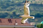 Gabbiano