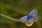 Blue and yellow