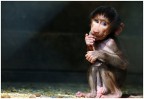 Cucciolo