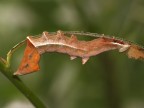 Olympus E300 Zuiko ED 50mm f2 macro 
1/160 f5.6 ISO 100 
esposizione spot
Flash incorporato -1/3EV 
mano libera
