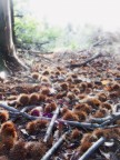 la magia di un bosco