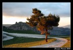 L'albero dorato