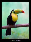 Tucano