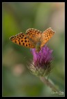 Arginnis Paphia