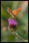 Issoria lathonia