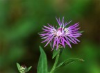 Fiore violetto