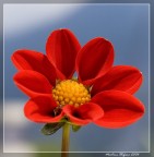dalia