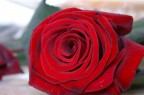 Rosa Rossa