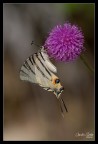 Iphiclides podalirius