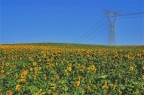 sunflowers