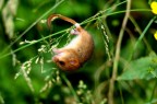 moscardinus avellanarius 2