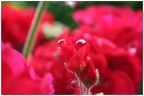 Canon EOS 350D
