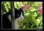 Il felino ciccione