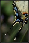 ala