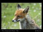 Volpe -ritratto-