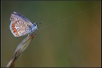 Butterfly or spider...?